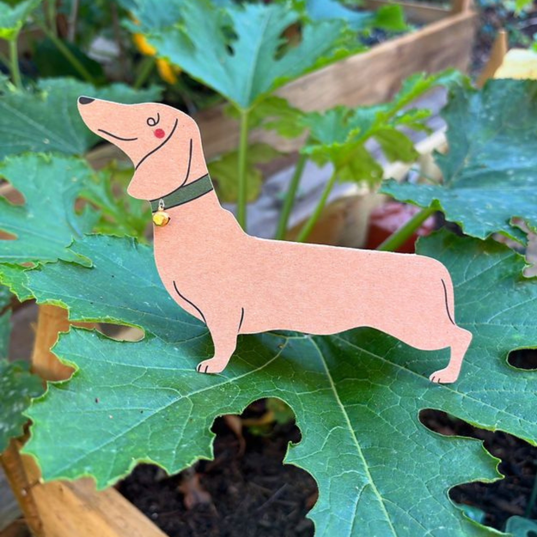 Dachshund Sausage Dog Greeting Card